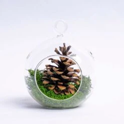 Glass Christmas Ball - Airplant And Reindeer Moss -URBAN INGL Shop 19811 glas kerstbal helder mos dennenappel 0a1917d4 bcc0 47ed 9e13 4f1237e63cd6