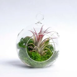Glass Christmas Ball - Airplant And Reindeer Moss -URBAN INGL Shop 19811 kerstbal glas mos airplant