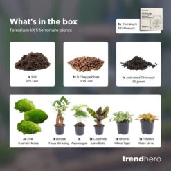 URBAN INGL Shop -URBAN INGL Shop 5 terrarium plants terrarium refill kit trendhero