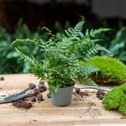 Fern - Athyrium Spicatum - Terrarium Plant -URBAN INGL Shop Athyrium spicatum plant fern varen trendhero 1