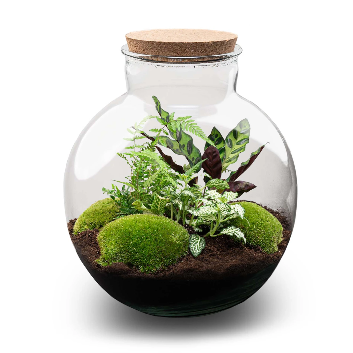 Bolder Bob - Terrarium With Light - Bottle Garden DIY Kit - Ø 31 Cm ↑ 30 Cm 4 Bolder Bob - Terrarium With Light - Bottle Garden DIY Kit - Ø 31 Cm ↑ 30 Cm - Image 2