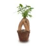 Ficus Microcarpa Ginseng Bonsai - ↑20 Cm -URBAN INGL Shop Bonsai ficus ginseng microcarpa pm8
