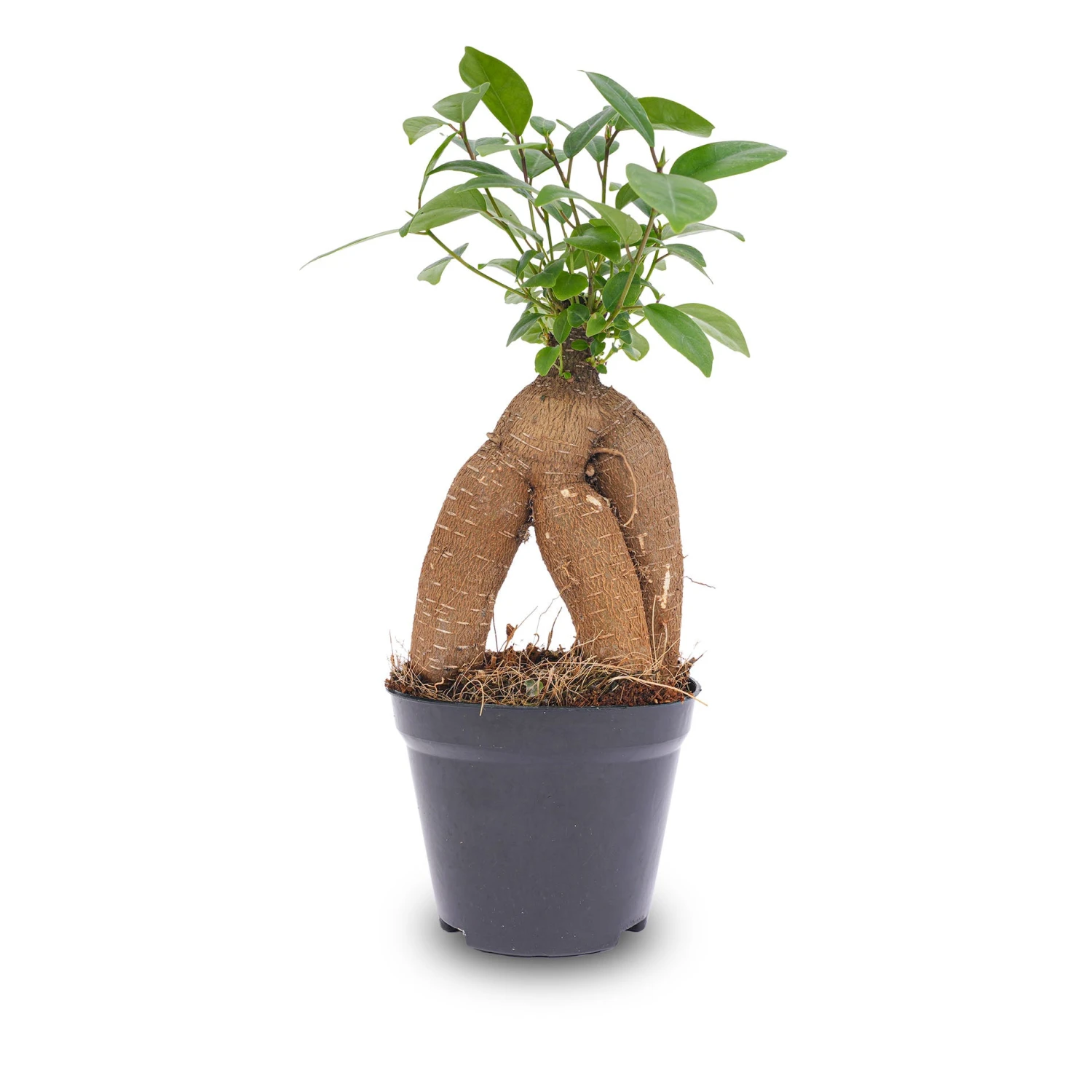 Ficus Microcarpa Ginseng Bonsai - ↑20 Cm 5 Ficus Microcarpa Ginseng Bonsai - ↑20 Cm - Image 4