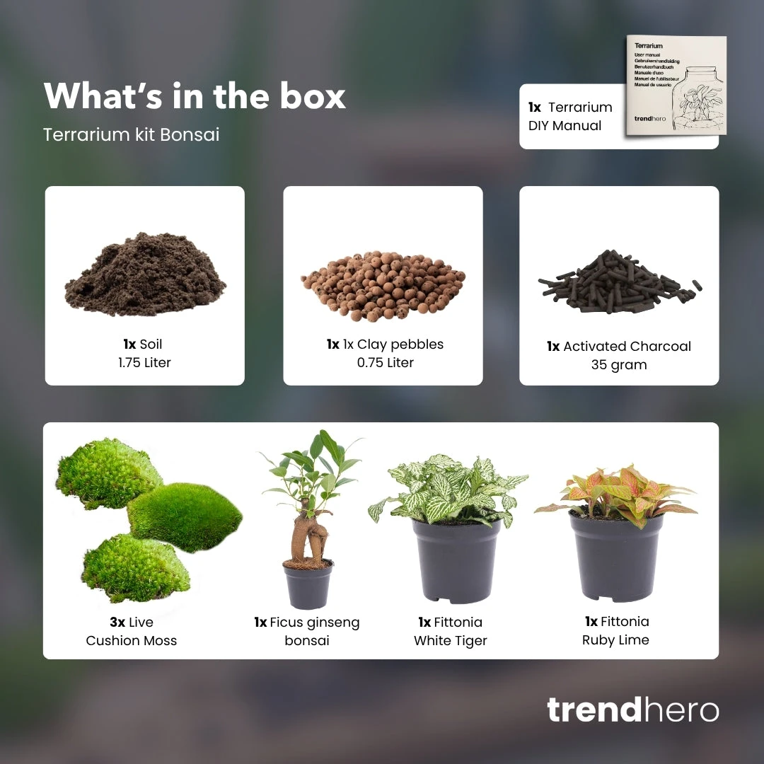 Bonsai Ficus Ginseng - Plant Terrarium Refill & Starter Kit - 3 Terrarium Plants - DIY 4 Bonsai Ficus Ginseng - Plant Terrarium Refill & Starter Kit - 3 Terrarium Plants - DIY - Image 2