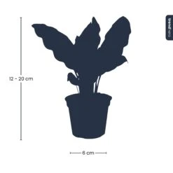 Calathea Lancifolia - Peacock Plant - Terrarium Plant -URBAN INGL Shop Calathea lancifolia pm6 trendhero