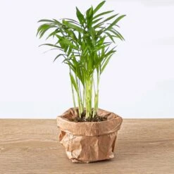 Parlour Palm - Chamaedorea Elegans 'baby' - Terrarium Plant -URBAN INGL Shop Chamaedorea elegans palm baby