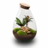 Drop XL Palm - Terrarium With Cork - Bottle Garden DIY Kit – Ø 24 Cm ↑ 37 Cm 2 Drop XL Palm - Terrarium With Cork - Bottle Garden DIY Kit – Ø 24 Cm ↑ 37 Cm -URBAN INGL Shop Drop xl palm