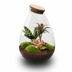 Drop XL Palm - Terrarium With Cork - Bottle Garden DIY Kit – Ø 24 Cm ↑ 37 Cm