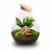 Drop XXL Red - Terrarium With Cork - Bottle Garden DIY Kit - Ø 34 Cm ↑ 43 Cm -URBAN INGL Shop Drop xxl red plant terrarium trendhero aa48cb1b 7413 4f40 bd79 9311ce0bdec4