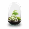Egg XL - Terrarium - Two-part Glass Dome - Bottle Garden DIY Kit - Ø 17.5 Cm ↑ 30 Cm -URBAN INGL Shop Egg xl asparagus plant terrarium Eivorm trendhero