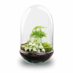 Egg XL - Terrarium - Two-part Glass Dome - Bottle Garden DIY Kit - Ø 17.5 Cm ↑ 30 Cm