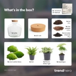 Fat Joe Green - Terrarium With Light - Bottle Garden DIY Kit - Ø 29 Cm ↑ 30 Cm 11 Fat Joe Green - Terrarium With Light - Bottle Garden DIY Kit - Ø 29 Cm ↑ 30 Cm -URBAN INGL Shop Fat Joe Green terrarium diy bottle garden 389e3388 df12 4e87 90b6 b359b35cd3c3