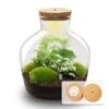 Fat Joe Green - Terrarium With Light - Bottle Garden DIY Kit - Ø 29 Cm ↑ 30 Cm