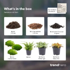 Fern - Plant Terrarium Refill & Starter Kit - 3 Terrarium Plants - DIY -URBAN INGL Shop Fern 3 terrarium plants refill kit trendhero