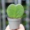 Hoya Kerrii - Heartplant - ↑ 10 Cm - ⌀ 6 Cm -URBAN INGL Shop Hoya Kerrii plant trendhero