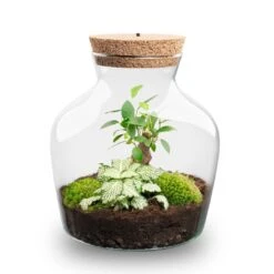 Little Joe - Terrarium With Light - Bottle Garden DIY Kit - Ø 20 Cm ↑ 22 Cm 21 Little Joe - Terrarium With Light - Bottle Garden DIY Kit - Ø 20 Cm ↑ 22 Cm -URBAN INGL Shop Little joe met led verlichting terrarium fles 10