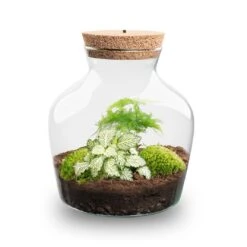 Little Joe - Terrarium With Light - Bottle Garden DIY Kit - Ø 20 Cm ↑ 22 Cm 22 Little Joe - Terrarium With Light - Bottle Garden DIY Kit - Ø 20 Cm ↑ 22 Cm -URBAN INGL Shop Little joe met led verlichting terrarium fles 12