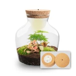 Little Joe - Terrarium With Light - Bottle Garden DIY Kit - Ø 20 Cm ↑ 22 Cm 29 Little Joe - Terrarium With Light - Bottle Garden DIY Kit - Ø 20 Cm ↑ 22 Cm -URBAN INGL Shop Little joe met led verlichting terrarium fles 13