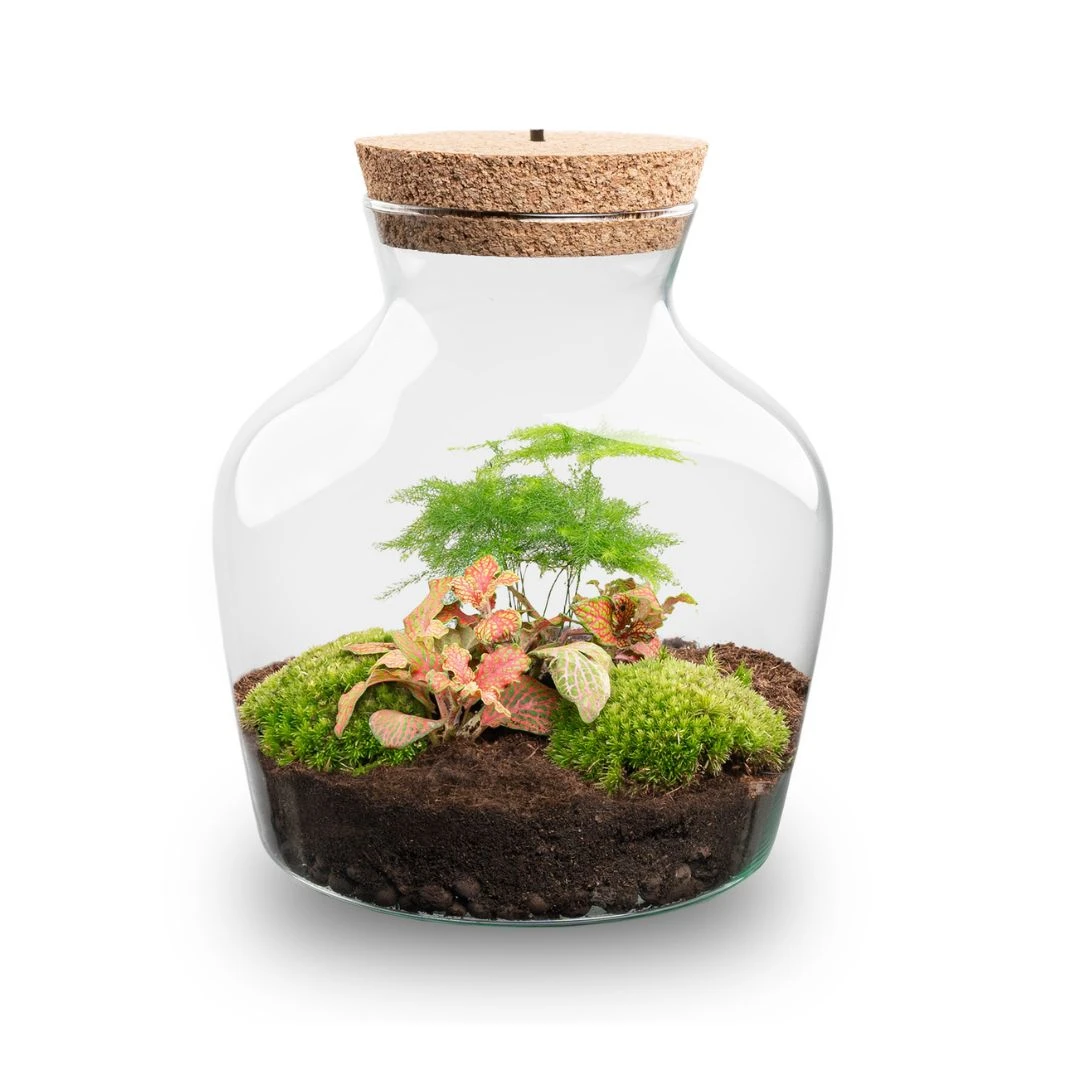 Little Joe - Terrarium With Light - Bottle Garden DIY Kit - Ø 20 Cm ↑ 22 Cm 10 Little Joe - Terrarium With Light - Bottle Garden DIY Kit - Ø 20 Cm ↑ 22 Cm - Image 8