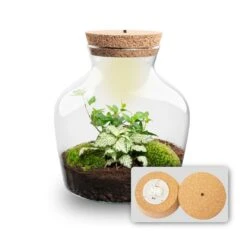 Little Joe - Terrarium With Light - Bottle Garden DIY Kit - Ø 20 Cm ↑ 22 Cm 30 Little Joe - Terrarium With Light - Bottle Garden DIY Kit - Ø 20 Cm ↑ 22 Cm -URBAN INGL Shop Little joe met led verlichting terrarium fles 3