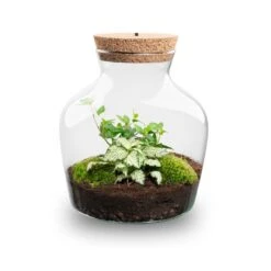 Little Joe - Terrarium With Light - Bottle Garden DIY Kit - Ø 20 Cm ↑ 22 Cm 20 Little Joe - Terrarium With Light - Bottle Garden DIY Kit - Ø 20 Cm ↑ 22 Cm -URBAN INGL Shop Little joe met led verlichting terrarium fles 4