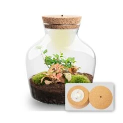 Little Joe - Terrarium With Light - Bottle Garden DIY Kit - Ø 20 Cm ↑ 22 Cm 31 Little Joe - Terrarium With Light - Bottle Garden DIY Kit - Ø 20 Cm ↑ 22 Cm -URBAN INGL Shop Little joe met led verlichting terrarium fles 5