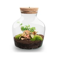 Little Joe - Terrarium With Light - Bottle Garden DIY Kit - Ø 20 Cm ↑ 22 Cm 24 Little Joe - Terrarium With Light - Bottle Garden DIY Kit - Ø 20 Cm ↑ 22 Cm -URBAN INGL Shop Little joe met led verlichting terrarium fles 6
