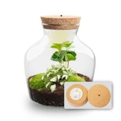 Little Joe - Terrarium With Light - Bottle Garden DIY Kit - Ø 20 Cm ↑ 22 Cm 32 Little Joe - Terrarium With Light - Bottle Garden DIY Kit - Ø 20 Cm ↑ 22 Cm -URBAN INGL Shop Little joe met led verlichting terrarium fles 7