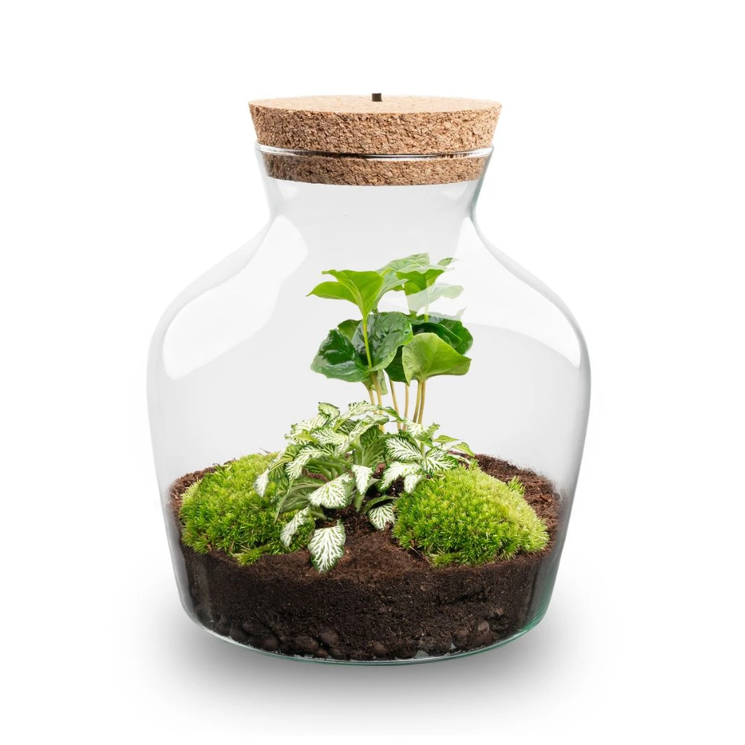Little Joe - Terrarium With Light - Bottle Garden DIY Kit - Ø 20 Cm ↑ 22 Cm 8 Little Joe - Terrarium With Light - Bottle Garden DIY Kit - Ø 20 Cm ↑ 22 Cm - Image 6