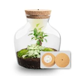 Little Joe - Terrarium With Light - Bottle Garden DIY Kit - Ø 20 Cm ↑ 22 Cm 33 Little Joe - Terrarium With Light - Bottle Garden DIY Kit - Ø 20 Cm ↑ 22 Cm -URBAN INGL Shop Little joe met led verlichting terrarium fles 9