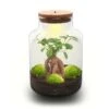 Milky Bonsai - Terrarium - Bottle Garden DIY Kit - Ø 21 Cm ↑ 30 Cm -URBAN INGL Shop Milky bonsai terrarium with led light on