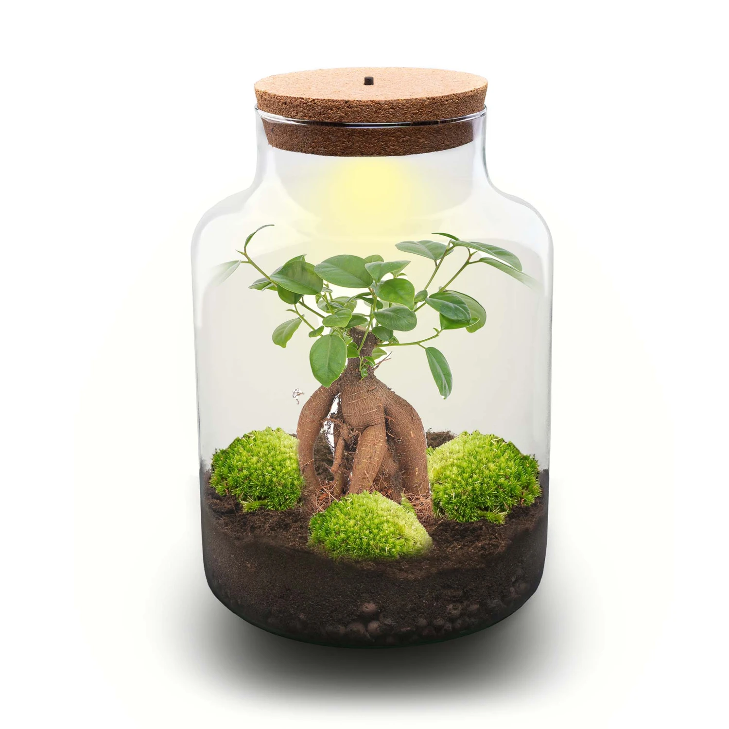 Milky Bonsai - Terrarium - Bottle Garden DIY Kit - Ø 21 Cm ↑ 30 Cm 3 Milky Bonsai - Terrarium - Bottle Garden DIY Kit - Ø 21 Cm ↑ 30 Cm