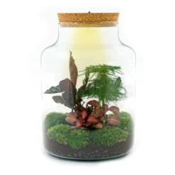 Milky - Terrarium - Bottle Garden DIY Kit - Ø 21 Cm ↑ 30 Cm -URBAN INGL Shop Milky normal incl led terrarium
