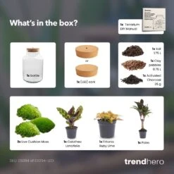 Milky Palm - Terrarium - Bottle Garden DIY Kit - Ø 21 Cm ↑ 30 Cm -URBAN INGL Shop Milky palm terrarium diy bottle garden 8d0f9886 08f7 4d0a a90e 968fb025c036