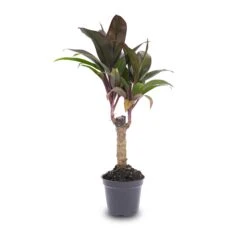 Mini-palm - Cordyline Fruticosa 'Purple Compacta' - Terrarium Plant -URBAN INGL Shop Palm Pot