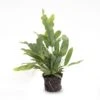Phlebodium Blue Star - Pot Size 6 - Baby Plant - Terrarium Plant -URBAN INGL Shop Phlebodium Blue star potsize 6 soil