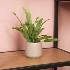 Phlebodium Blue Star - Pot Size 6 - Baby Plant - Terrarium Plant -URBAN INGL Shop PhlebodiumBluestar