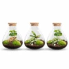 Sammie - Terrarium With Light - Bottle Garden DIY Kit - Ø 22,5 Cm ↑ 27 Cm -URBAN INGL Shop Sammie 3 flessen terrairum plant terrarium 1