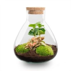 Sammie - Terrarium With Light - Bottle Garden DIY Kit - Ø 22,5 Cm ↑ 27 Cm -URBAN INGL Shop Sammie Coffea Red terrarium flaschengarten 3e4a5ef2 d283 4fc8 8506 c9b87f9b1c61