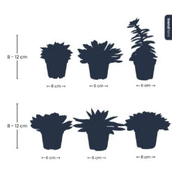 Succulent Mix Set - Assorted Succulents In 6 Cm Pots (8–12 Cm High) 15 Succulent Mix Set - Assorted Succulents In 6 Cm Pots (8–12 Cm High) -URBAN INGL Shop Succulenten