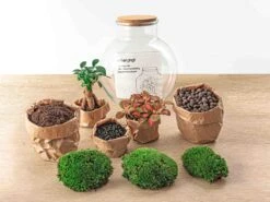 Teddy Bonsai - Terrarium With Light - Bottle Garden DIY Kit - Ø 25 Cm ↑ 26,5 Cm -URBAN INGL Shop TEDDY BONSAI diy terrarium flechengardenSMALL f547b021 faee 4b81 8804 3c52dafeaf2c