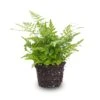 Fern - Athyrium Spicatum - Terrarium Plant -URBAN INGL Shop Varen