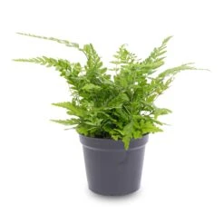 Fern - Athyrium Spicatum - Terrarium Plant -URBAN INGL Shop Varen Pot