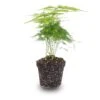 Asparagus - Potsize 6 Cm - 15-20 Cm High 2 Asparagus - Potsize 6 Cm - 15-20 Cm High -URBAN INGL Shop asparagus