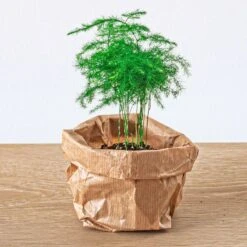 Asparagus - Potsize 6 Cm - 15-20 Cm High -URBAN INGL Shop asparagus plant terrarium 88187c5e 7eed 4e0e b8e6 3f0c4ca5ea3f