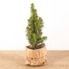 Mini Christmas Tree - ↑15-20 Cm - Ø 6 Cm Picea Glauca Perfecta -URBAN INGL Shop baby christmas tree