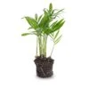 Parlour Palm - Chamaedorea Elegans 'baby' - Terrarium Plant -URBAN INGL Shop bergpalm pm6