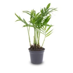 Parlour Palm - Chamaedorea Elegans 'baby' - Terrarium Plant -URBAN INGL Shop bergpalm pot