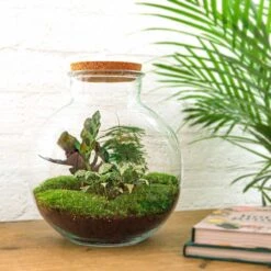 Bolder Bob - Terrarium With Light - Bottle Garden DIY Kit - Ø 31 Cm ↑ 30 Cm 13 Bolder Bob - Terrarium With Light - Bottle Garden DIY Kit - Ø 31 Cm ↑ 30 Cm -URBAN INGL Shop bolder bob diy terrarium kit