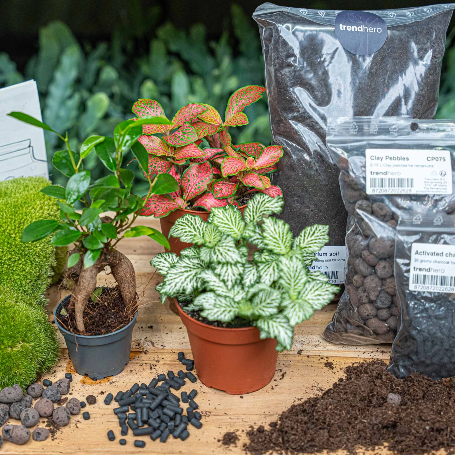 Bonsai Ficus Ginseng - Plant Terrarium Refill & Starter Kit - 3 Terrarium Plants - DIY 3 Bonsai Ficus Ginseng - Plant Terrarium Refill & Starter Kit - 3 Terrarium Plants - DIY